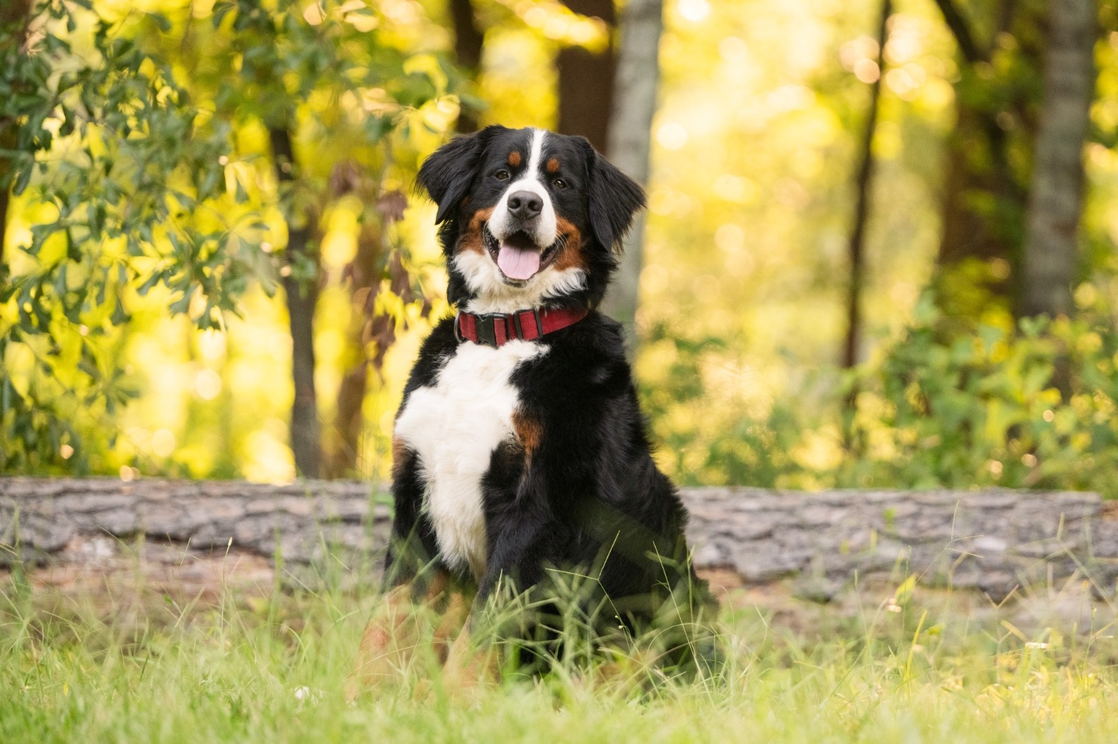 Elvis the Bernese Mountain Dog